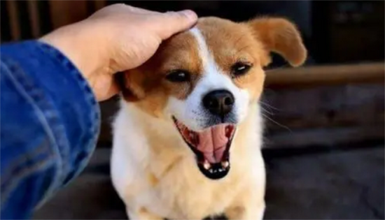 狗一生认几个主人