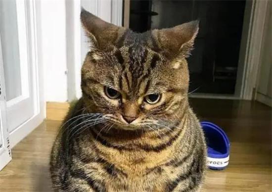 ĸèô ôè估ʱҽ
