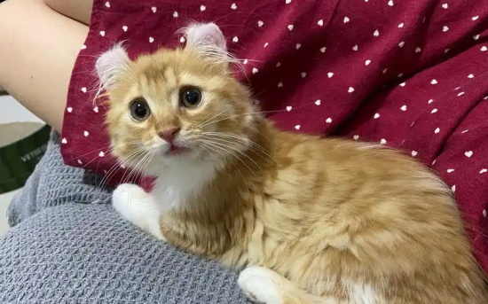 ëèࣿ