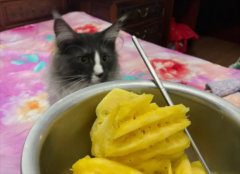 èԳԲ