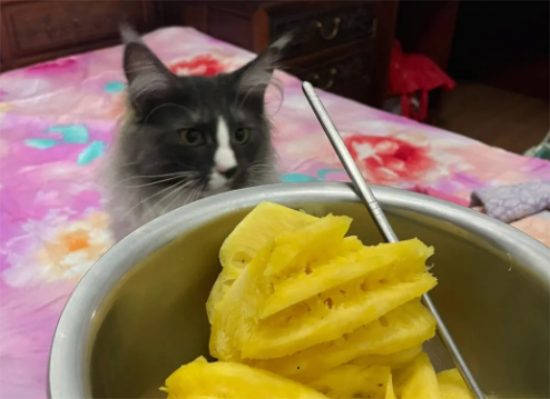 èԳԲ