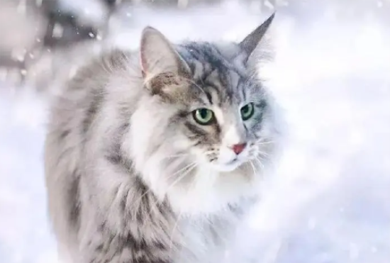 猫咪为什么会突然乱拉乱尿