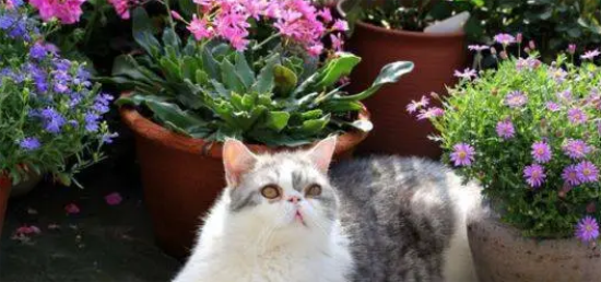 èĻ