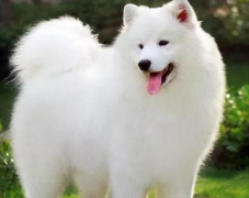 ĦҮȮļѵ