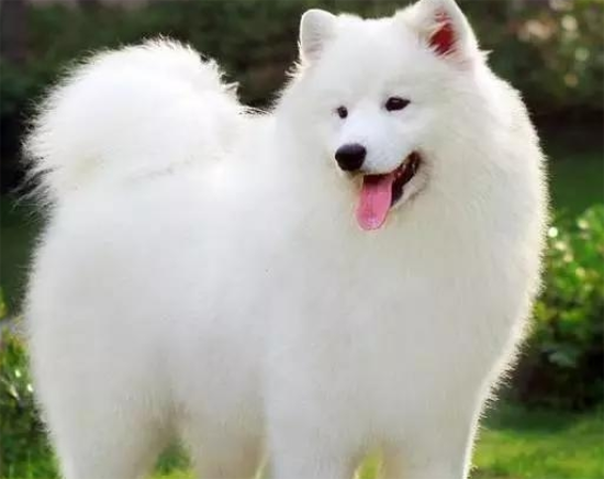 ĦҮȮļѵ