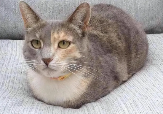 èĸô