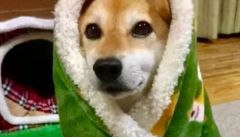 йӦԺҪů