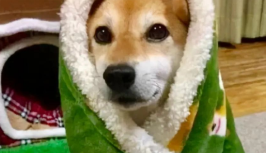 йӦԺҪů