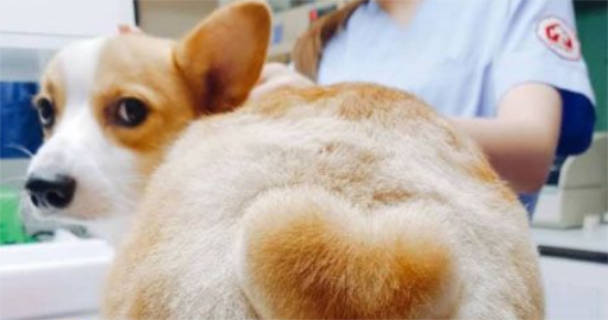 狗狗便血怎么回事?