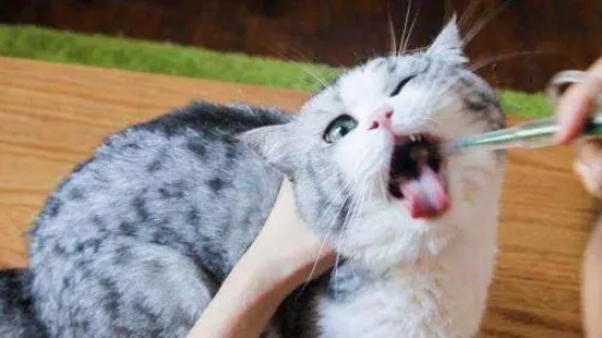 如何让猫咪不咬植物
