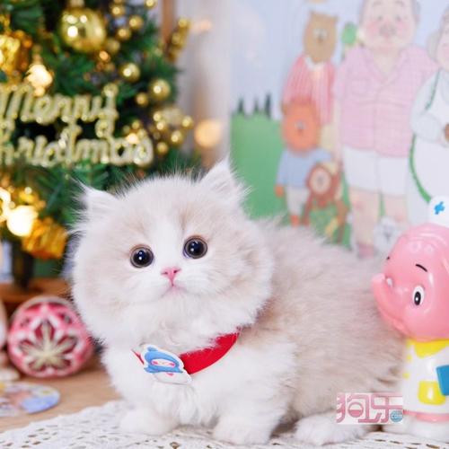 猫咪疱疹病毒有症状吗