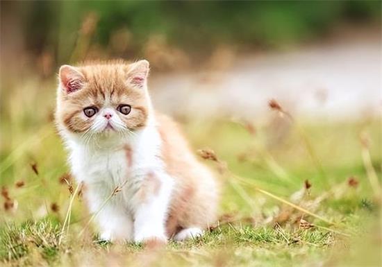 6个月后猫咪吃什么消炎药 阿莫西林是可以的!