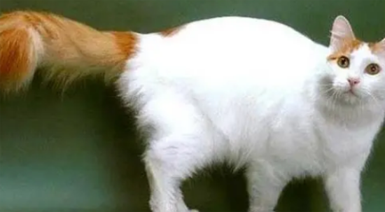 ʮèز棡