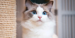 ʮèز