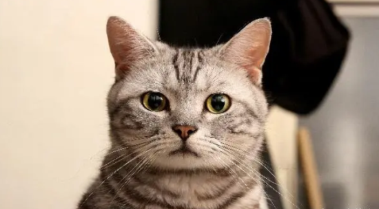 èڳļ򵥷