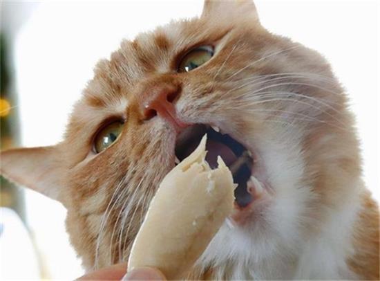 èʲôԸƵë
