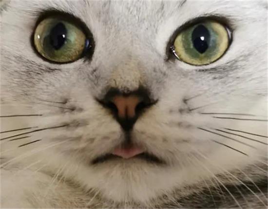 èʪ