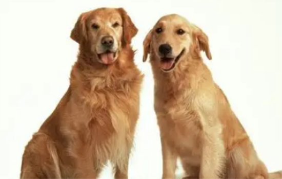 狗流感症状与预防治疗