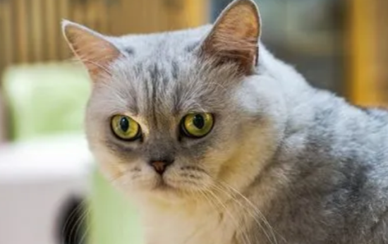 猫多大可以做绝育 最佳的绝育时间记住了吗?