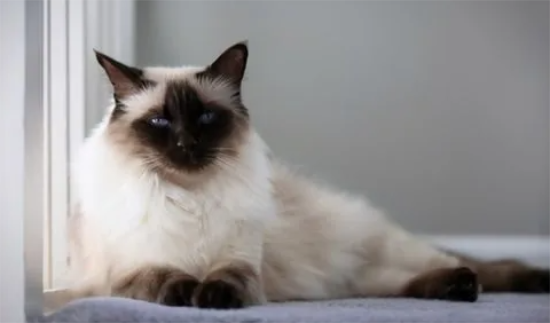 猫冬天绝育好还是夏天绝育好