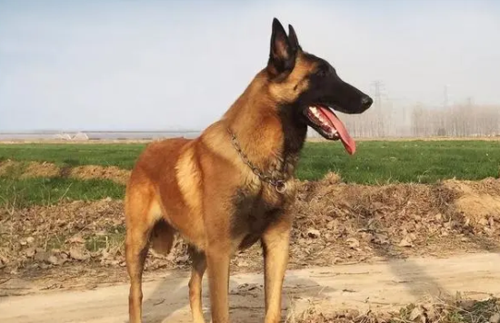 细小症状有哪些 马犬细小初期症状