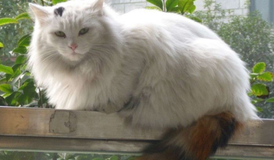 猫为什么会突然尿闭 尿闭一定要及时就医!