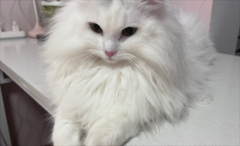 ҳϡè͡ǡè