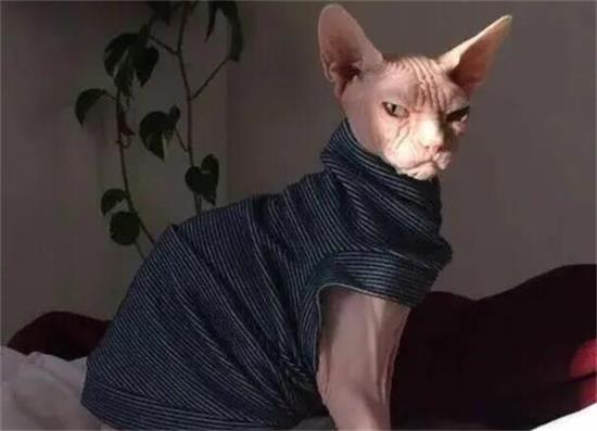 Сԡ6èĶ˵