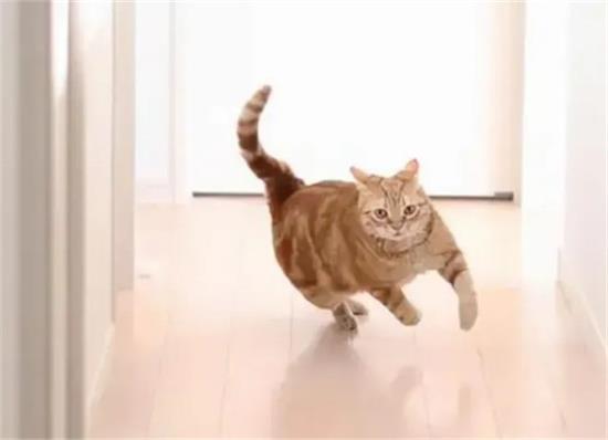 ΪʲôèͻȻһҴܣ