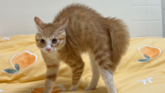 èʲô˼
