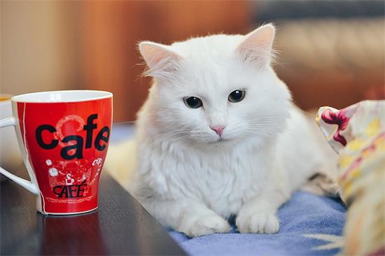 èлжô