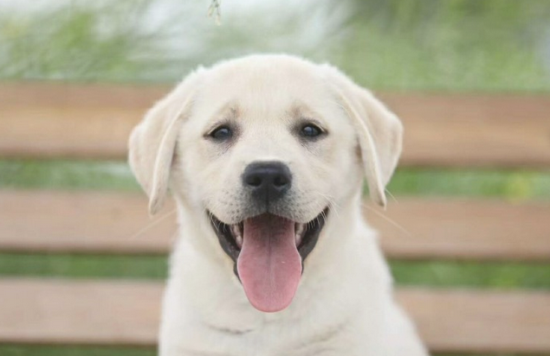 金毛与拉布拉多的差别你了解是多少? 金毛与拉布拉多的差别你了解是多少?