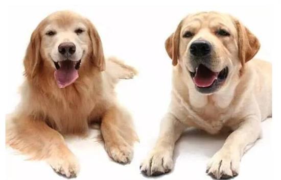 金毛与拉布拉多的差别你了解是多少? 金毛与拉布拉多的差别你了解是多少?