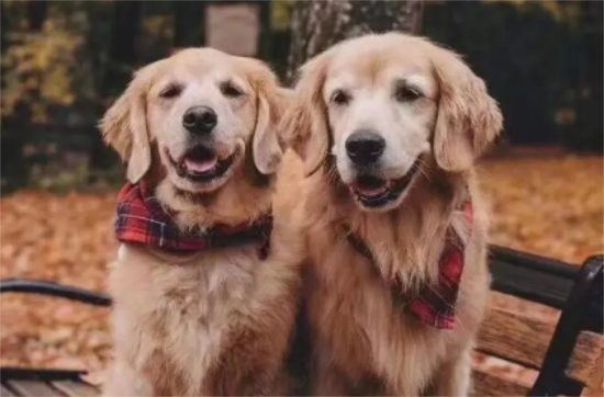 金毛犬是否应该吃美毛?看完这篇文章,你们就知道了 金毛犬是否应该吃美毛?看完这篇文章,你们就知道了