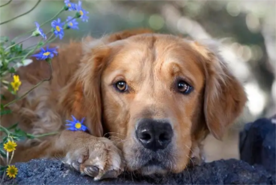 金毛犬是否应该吃美毛?看完这篇文章,你们就知道了 金毛犬是否应该吃美毛?看完这篇文章,你们就知道了