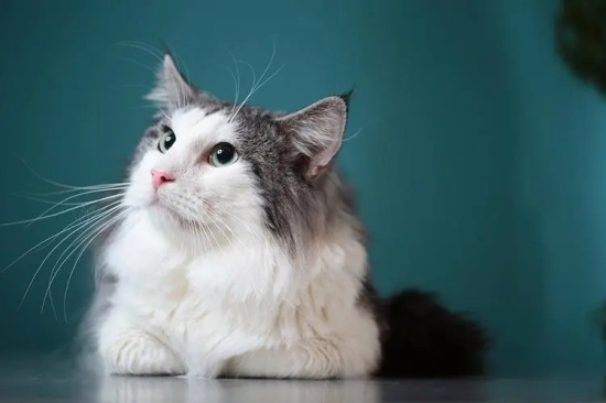 猫突然性呕吐是什么原因 可能是冷应激反应!
