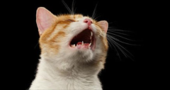 èҹͽô