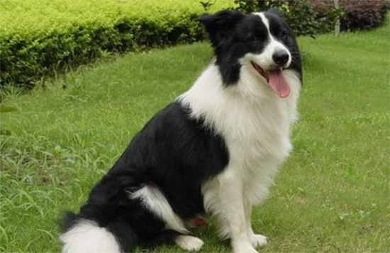 犬瘟热临床症状表现