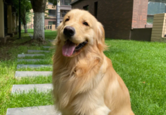 金毛犬爱主人的表现，基本就是这些行为