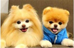 ʲộ