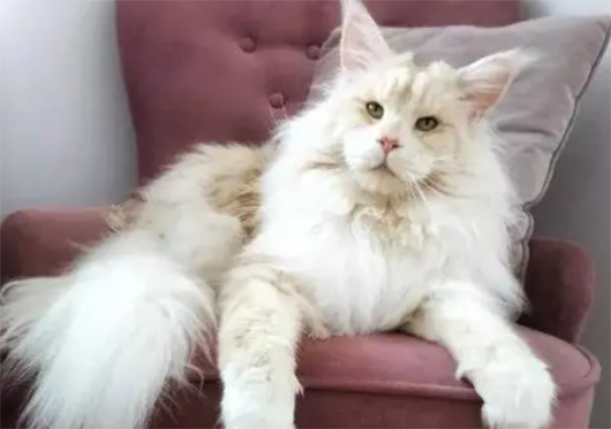 猫绝育伤口出血正常吗 当然不正常
