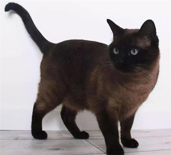 猫绝育伤口出血正常吗