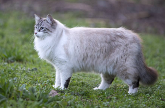 如何解救喝酒后的猫 千万别犹豫赶紧送医!