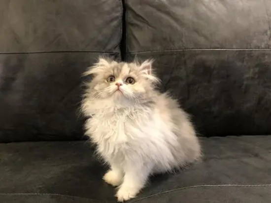 猫绝育是把蛋蛋切了么