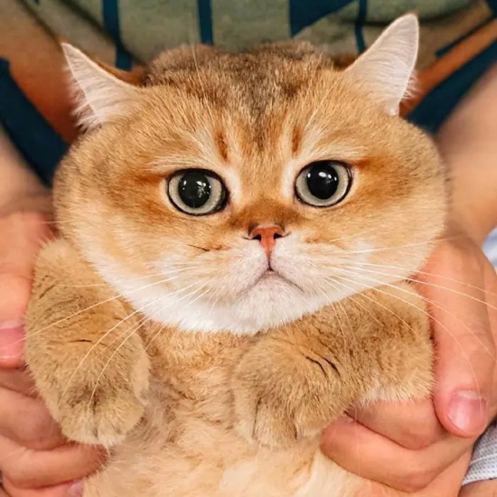 èϡ
