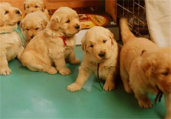 金毛幼犬一般多少钱一个