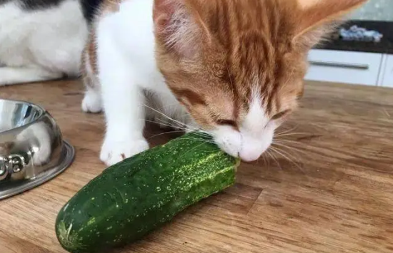 èԳԻƹ