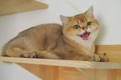 èҪ èĸèʱ