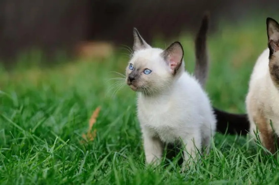 猫打完猫三联多久可以做绝育