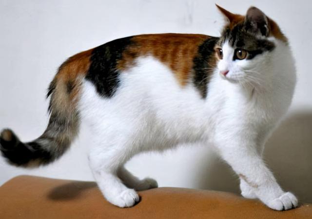 猫配种好还是绝育好